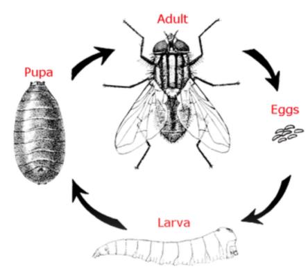 Fly Control - 8 Fly Life Cycle