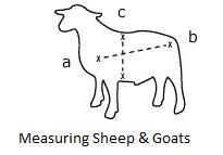 Lamb Goat Measurements