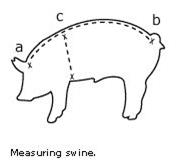 Swine Pig Measurements