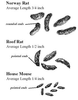 BARN MAINTENANCE - MOUSE HUNTING 101 - Mouse Rat Poop Types