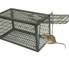 Live Rat Trap