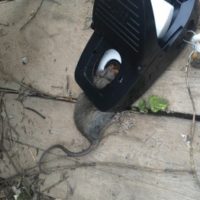 Rat Trapped in Snap Trap