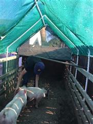 Barns - Pen Setup Gates & Shelters 101 - 12 PVC Shade Structure Option