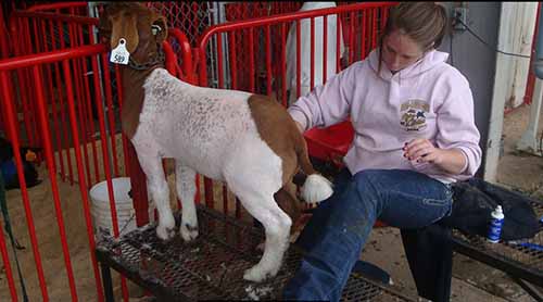 Goat Clipping Stand 1