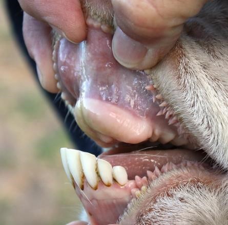 Goats - Health - Life Span of Goats - 1 Evaluating Teeth