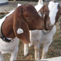 Goats - Selection - Goat Behavior - 2 Curious Goats