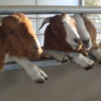 Goats - Selection - Goat Behavior - 3 Curious Does