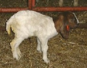 Goats - Selection - Goat Behavior - 5 Intestinal Distress - Bloat