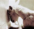 Goats - Selection - Goat Behavior - 7 Goat in Serious Distress or Seizures
