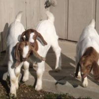 Goats - Selection - Goat Behavior - Featured Picture