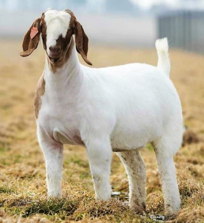 Big Thick Goat