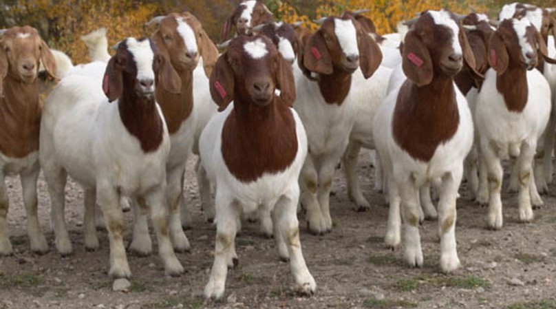 Market Goats