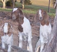 Goats in a Pasture