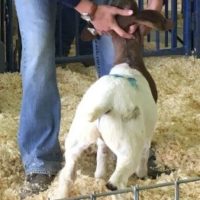 Evaluating Goats
