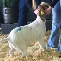 Evaluating Goats