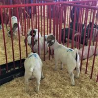 Auction Pen of Goats