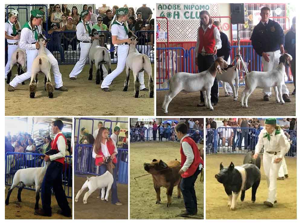 Goats - Showmanship - Preparation and Strategies - 2 Show Styles
