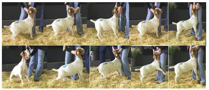 Training a Jumpy Goat