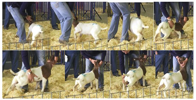 Training a New Goat