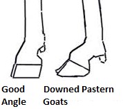 Goat Pastern Angles