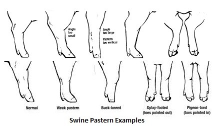 Downed Pasterns - Swine