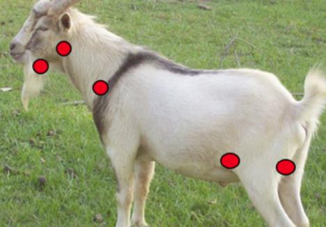 Health - How to Treat an Abscess - 3 CL Locations on Goats and Sheep
