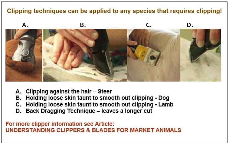 CLIPPING TECHNIQUES