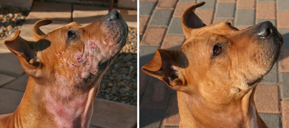 Dog Mange Before and After