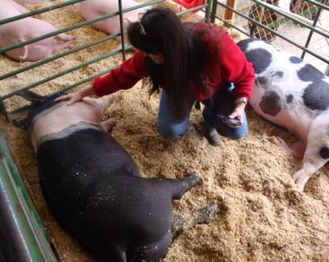 Stress Reducing Steps and Training - Swine Care