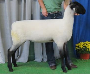 Sheep - Health - Lameness Evaluation - Featured Picture