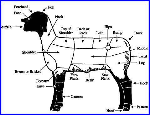Lamb Body Parts Chart