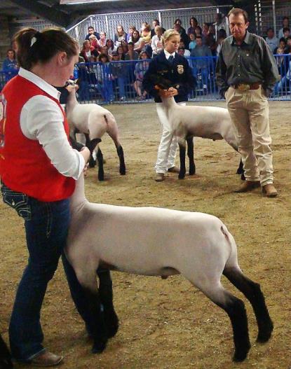 Sheep - Showmanship - Training Sheep for Show - Part 1 - 12 - Showing a Lamb