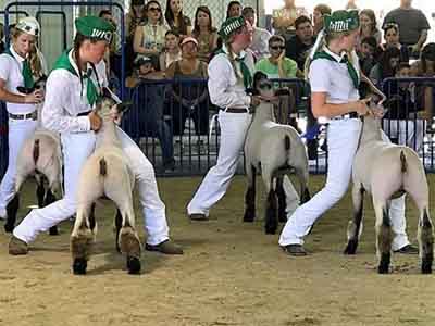 Sheep - Showmanship - Training Sheep for Show - Part 1 - 13 - Championship Lamb Class