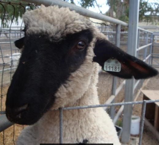 Sheep - Showmanship - Training Sheep for Show - Part 1 - 2 - Lamb Face