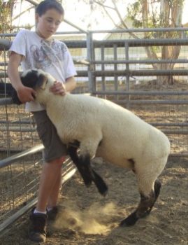 Sheep - Showmanship - Training Sheep for Show - Part 1 - 5 - Handling a Lamb