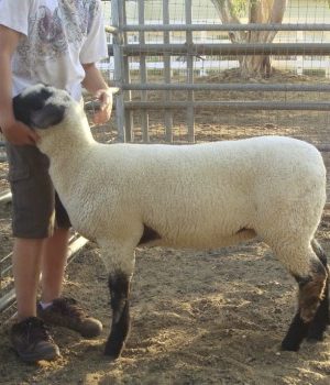 Sheep - Showmanship - Training Sheep for Show - Part 1 - 6 - Handling a Lamb