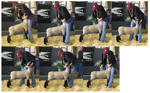 Sheep - Showmanship - Training Sheep for Show - Part 1 - 7 - Steps to handle a lamb