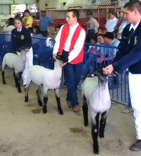 Sheep - Showmanship - Training Sheep for Show - Part 1 - 8 - Lamb moving freely