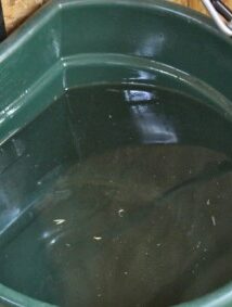 Swine - Feed - Water Benefits for Swine - 5 Clean Water Bucket