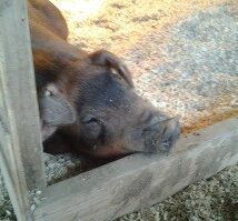 Swine - Feed - Water Benefits for Swine - 7 Sick pig in shavings