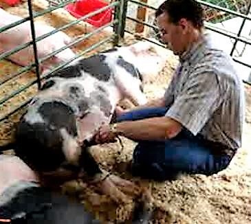Clipping a Pig