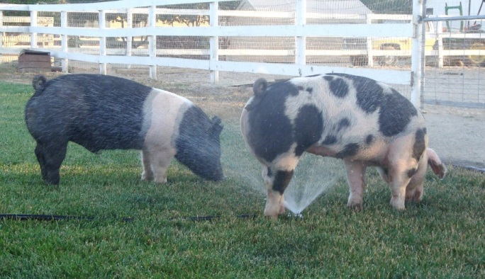 Cooling Swine in the Sprinkler