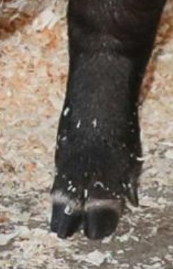 Swine Normal Foot and leg Position