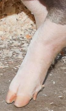 Swine Normal Leg Position
