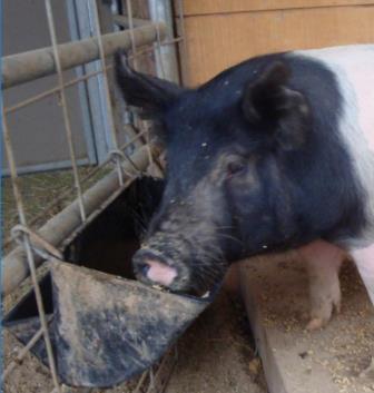 Swine - Health - Your Pig Won't Eat - 1 Swine_Eating