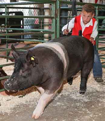 Evaluating Conformations - 1 Show Ready Pig