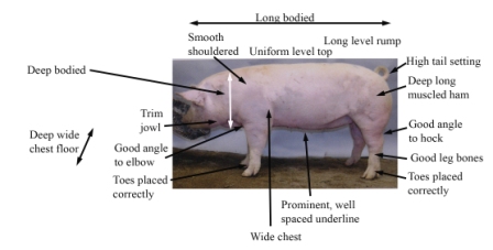 Evaluating Swine Conformations