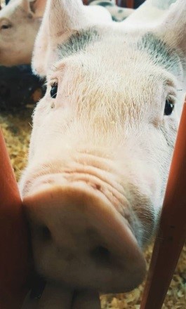 Pig Nose Snout