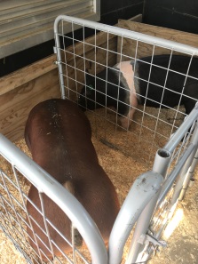 Trailering Pigs Safely