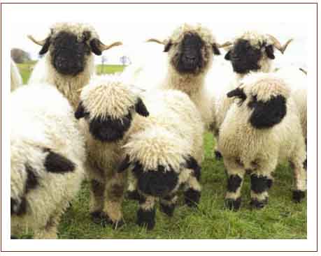 wool breed